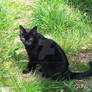 Mada Zit Mooi Tuin, sitting sweet black cat