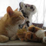 Indy ligt, profiel knuffels, tabby cat, orange cat
