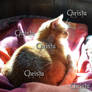 Indy Bed Zon Schad Epic photo, orange cat sunlight