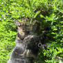 Zappie sniff tuin andere kat-Tabby cat adventure
