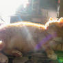 Indy, Zonnestraal Livingzetel-Sunshine Sweetheart