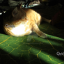 indy zetel licht schaduw-Precious cat and sunrays