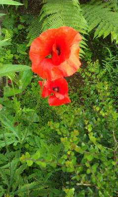 Poppie kollebloem - poppy's red - golden oldie