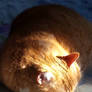 Indy Close Zon Glory Mooi - Dear one precious one