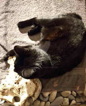 202602 Panter Naast Steen-Black cat and old stone