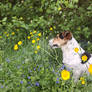 2026-05 Hondje V Laila Liggend-Jack Russel nature