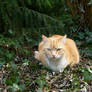 Indy Tuin Lief-My sweetheart in garden,in my heart