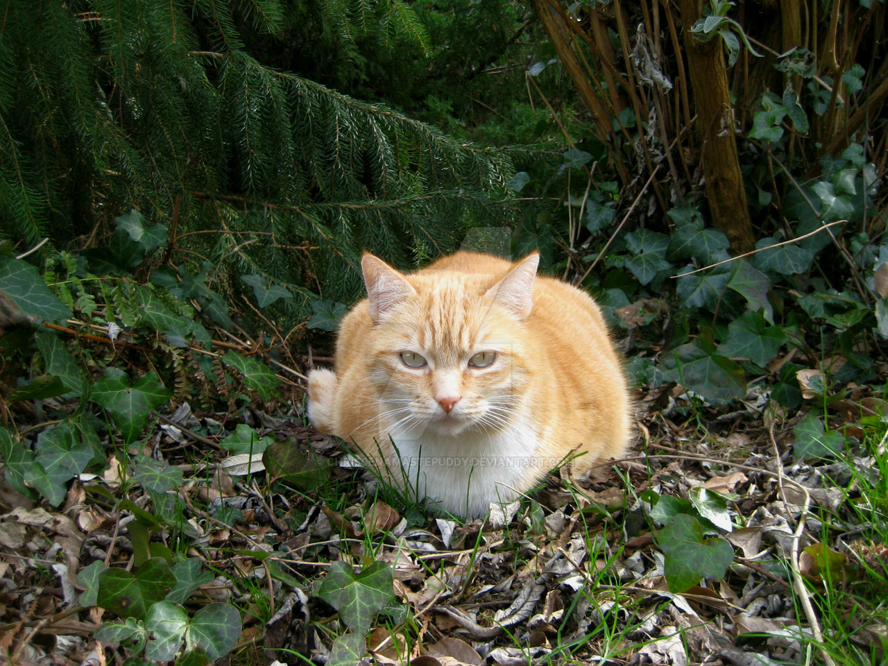 Indy Tuin Lief-My sweetheart in garden,in my heart