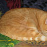 Indy slapend zetel-Sweetest wise orange dear one