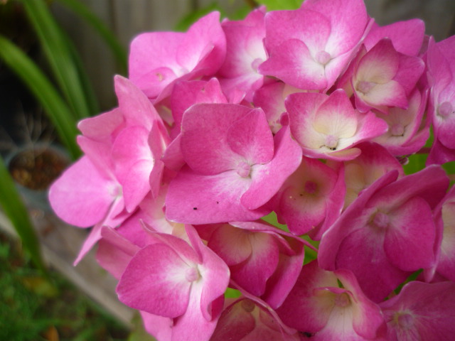 pink close-up