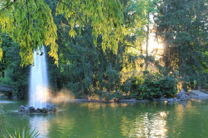 Pond at sunset