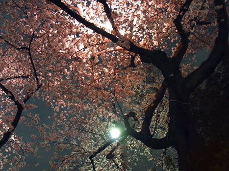 SAKURA cherry blossoms 205