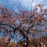 Japanese apricot in Tokyo 701