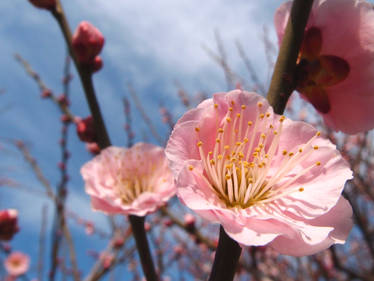 Japanese apricot in Tokyo 702