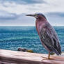 Key West Green Heron