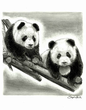 Pandas