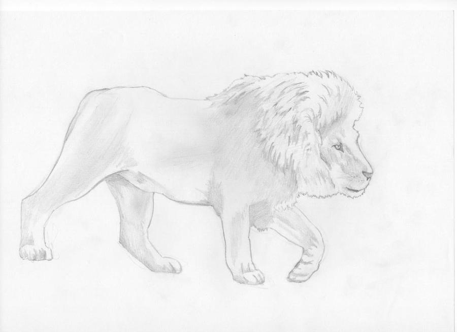 lion