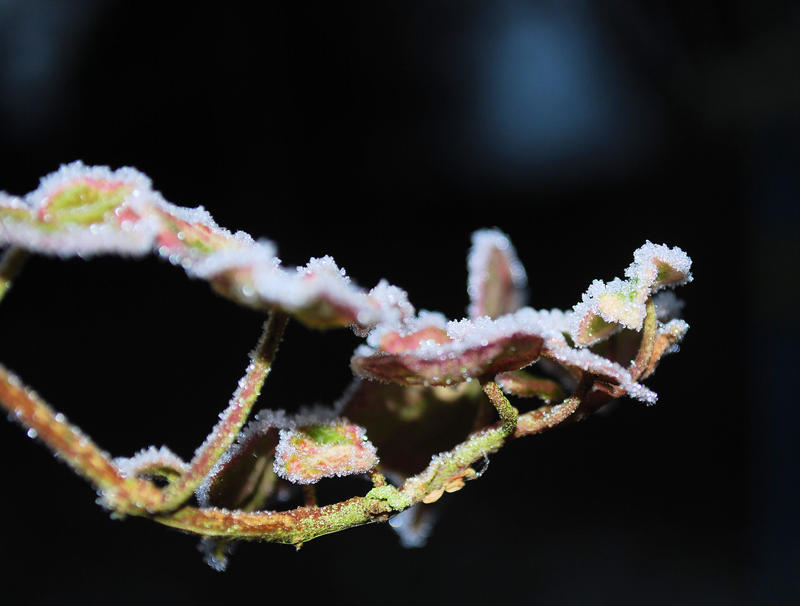 Frost Bitten II