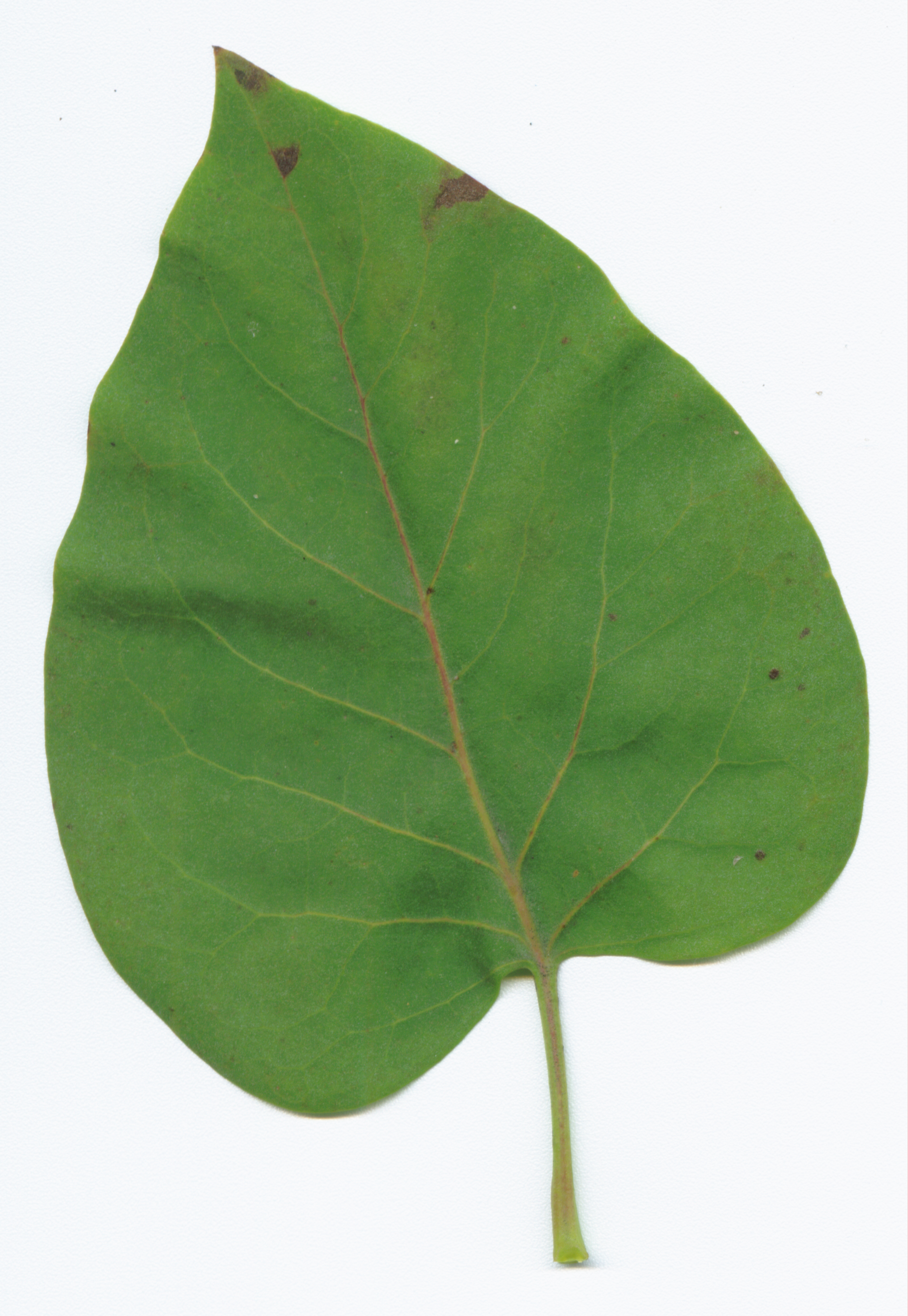 green leaf