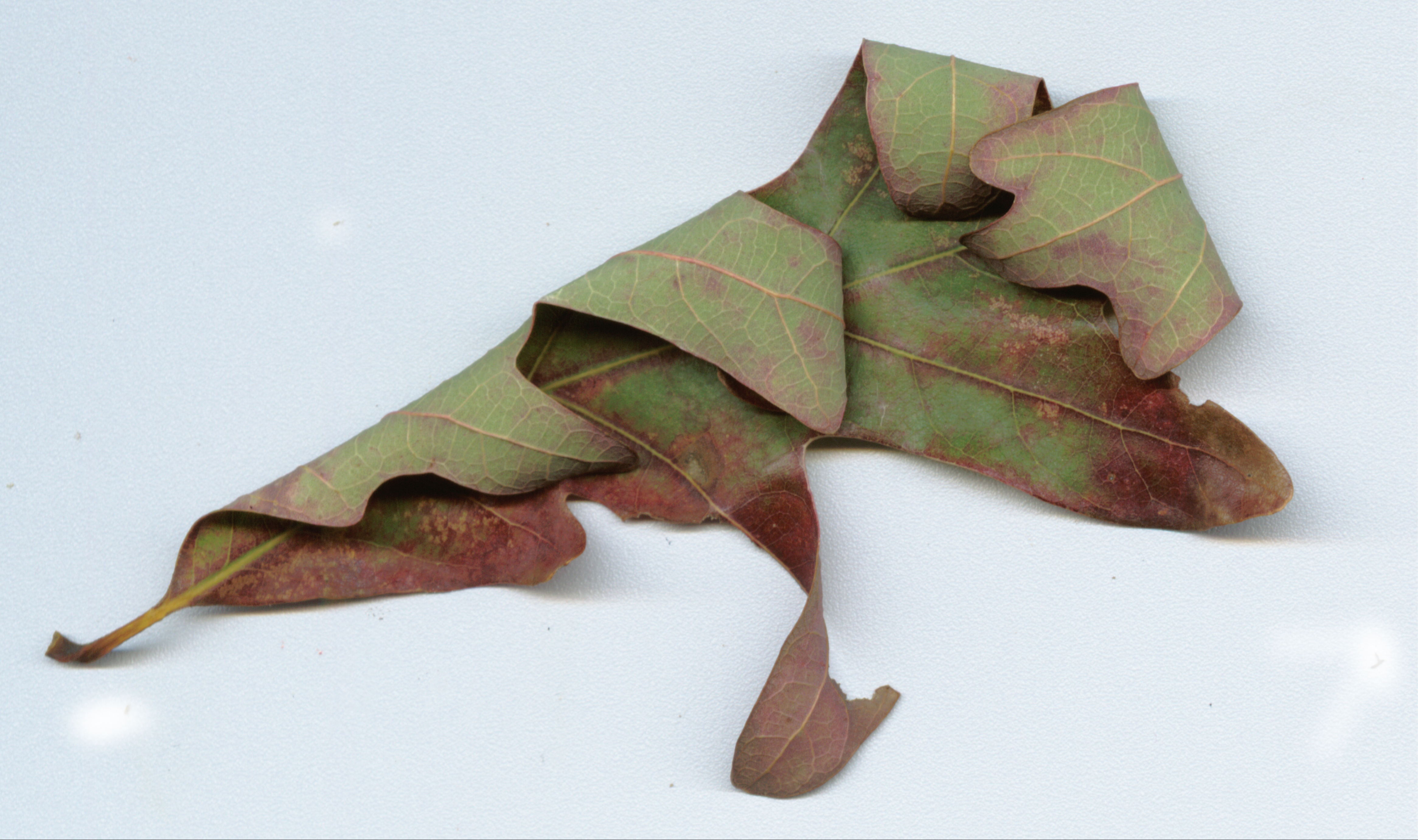 dried leaf-green and red