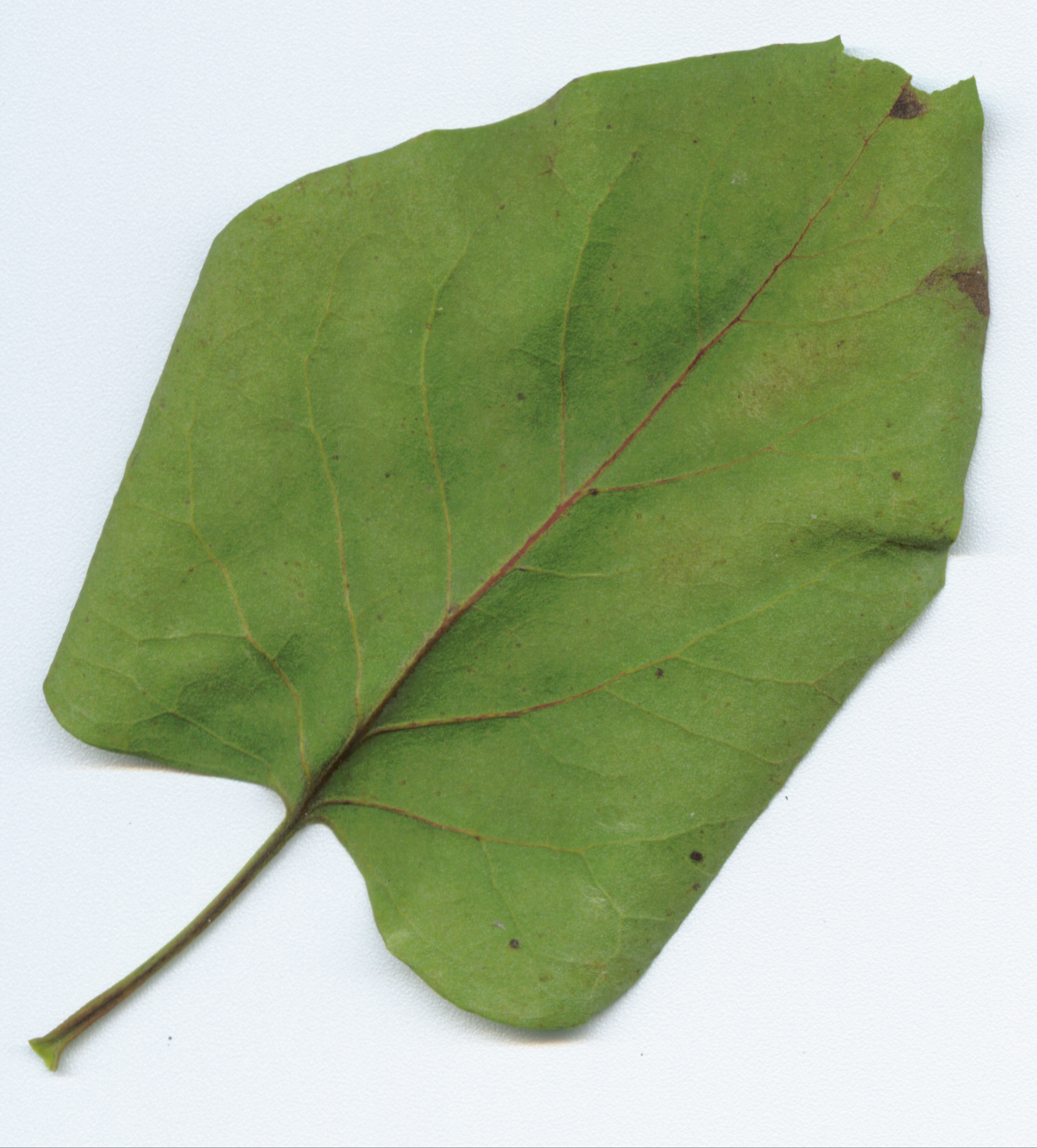 green leaf dried back