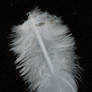 feather 2