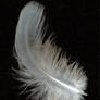 feather 3