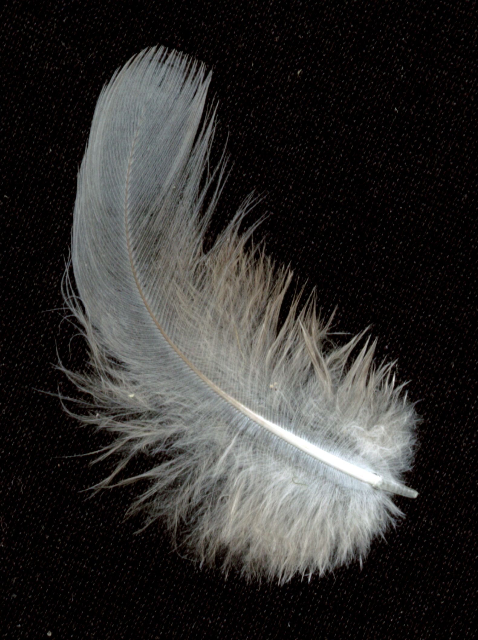 feather 3