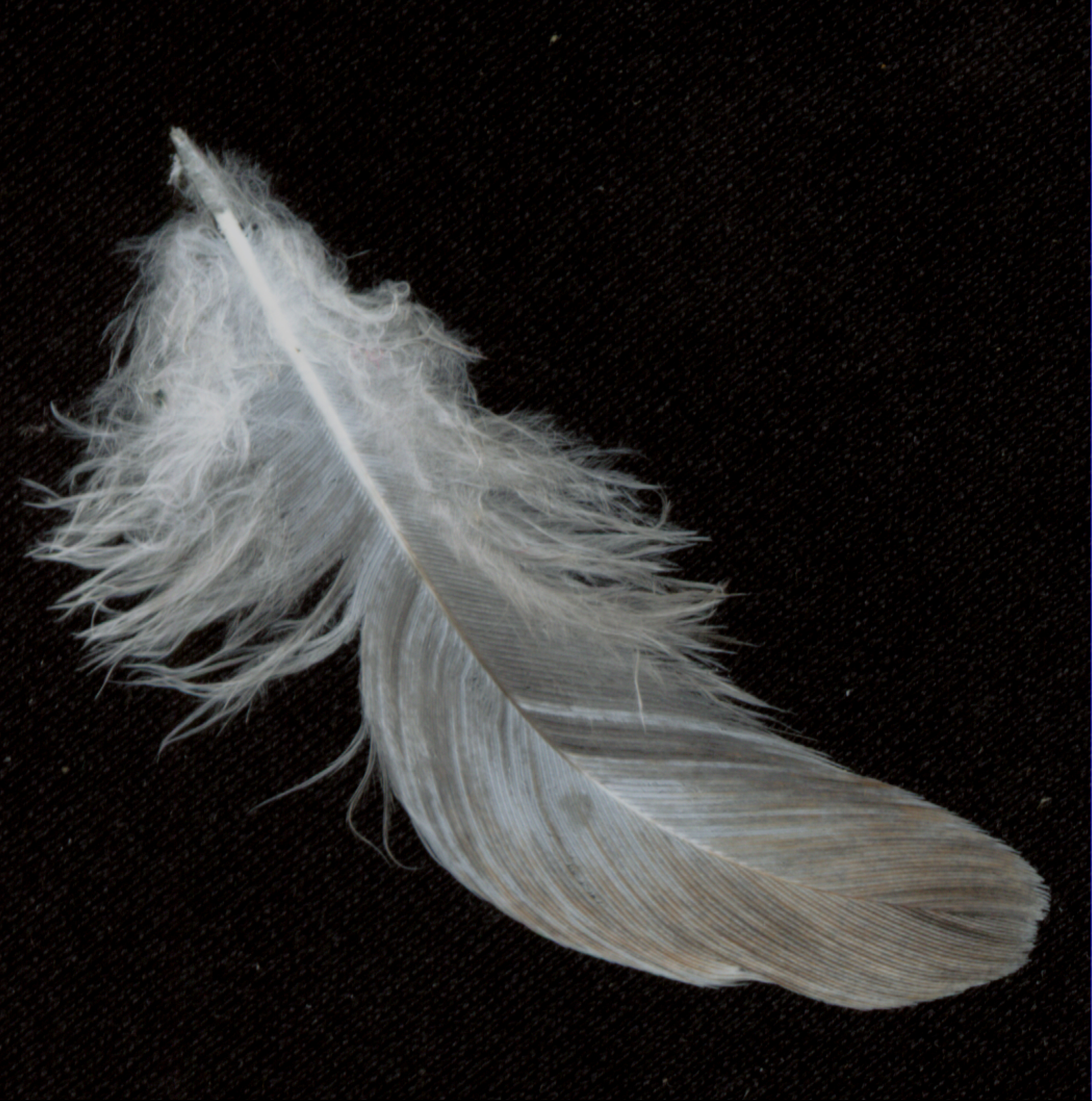 feather 7