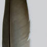 big feather 1