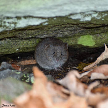 Meadow Vole