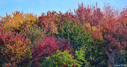 Autumn Trees in Tudhope Park