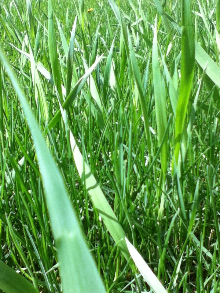 Simple Gras Grass... Simple as That by SandScythe14 on DeviantArt
