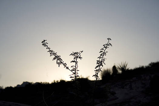 Silhouette