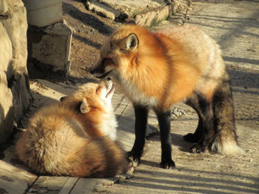 Soul Mate Foxes