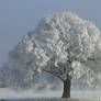 Stock Image - Tree - Winter - 02