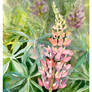 Lupine