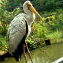 Elderly Stork