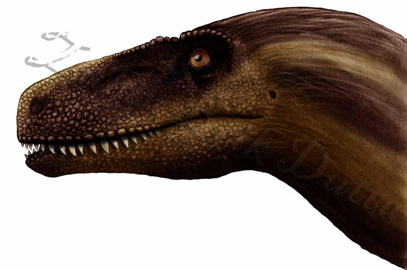 Ornitholestes hermanni head