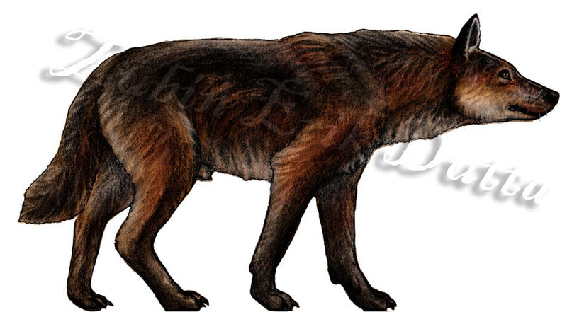 Dire Wolf study