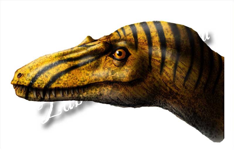 Hatchling female tyrannosaurus head study