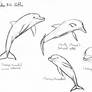 Dolphin sketches 1