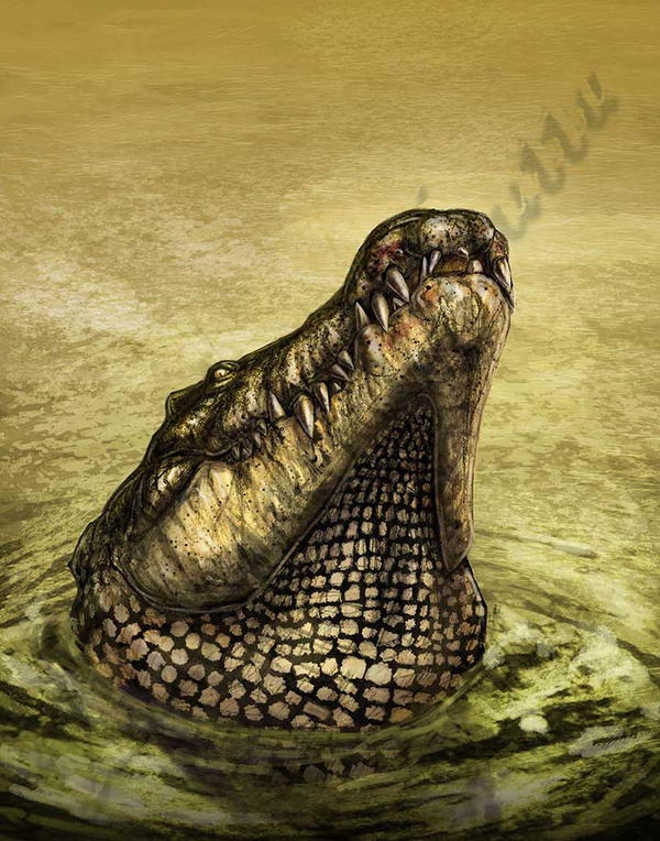 Another Crocodile Smirk
