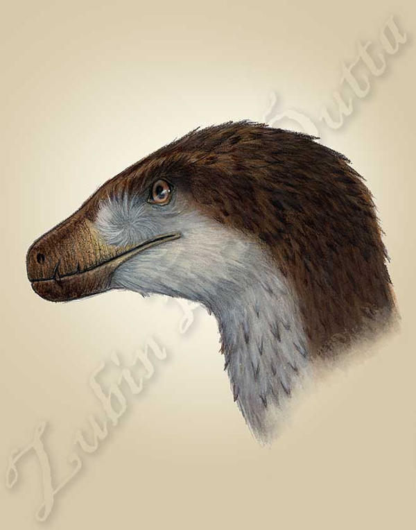 Deinonychus head study