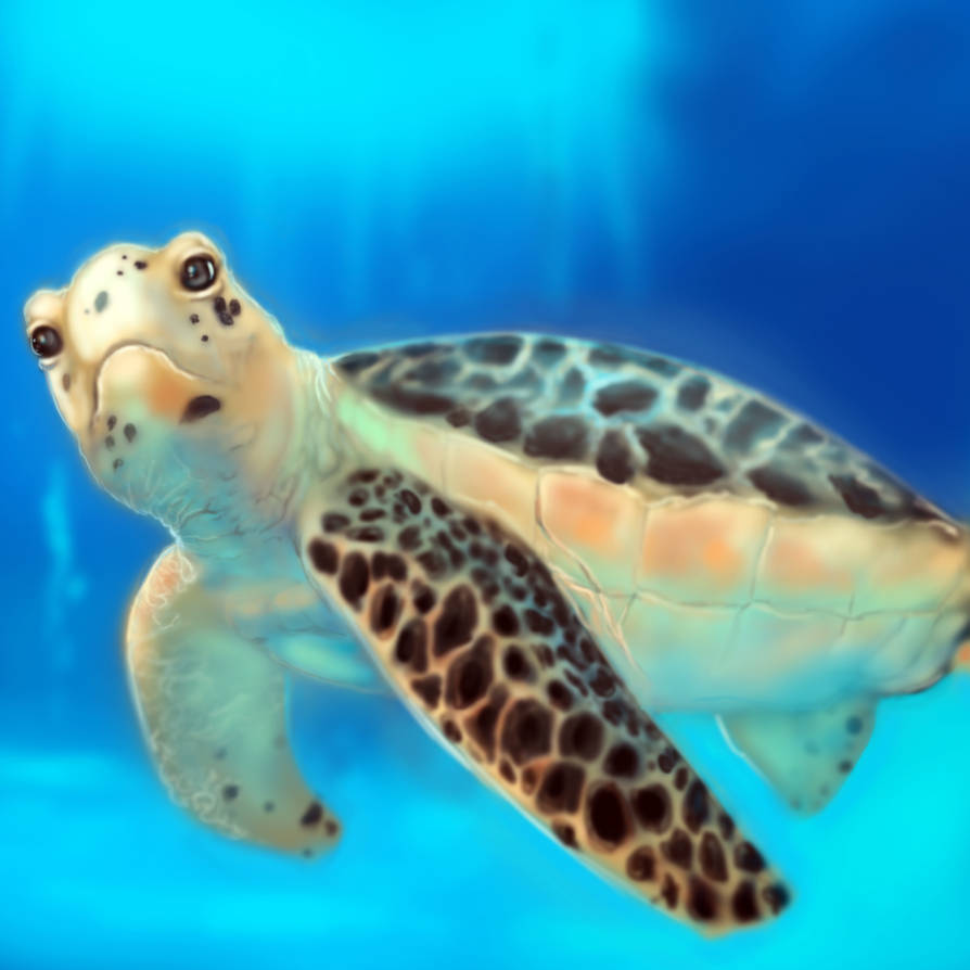 Sam Turtle Deviantart Turtle by diablo2sam11 on DeviantArt