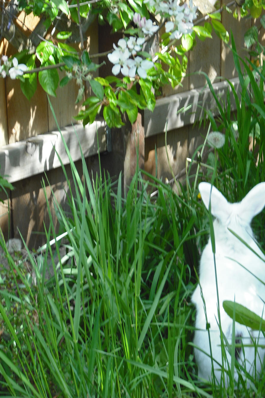 Doom Bunny by 42-tangerines on DeviantArt