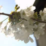 Sakura Flower