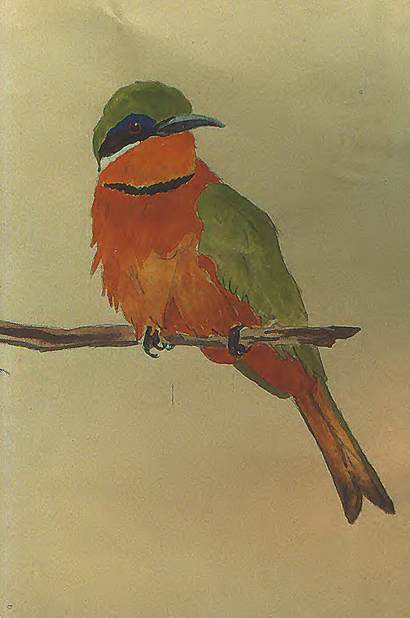 bee-eater