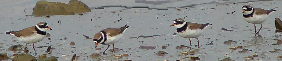 Ringed Plovers