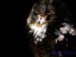 Owl owl owl :3